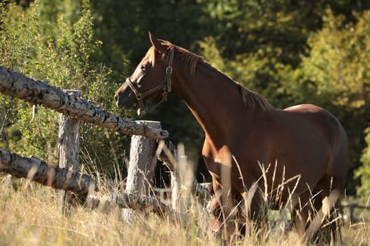 The mare looks at the other horses in the morning