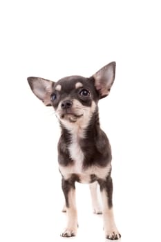 Studio shot of a Chihuahua puppy isolated over white background
