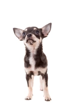 Studio shot of a Chihuahua puppy isolated over white background