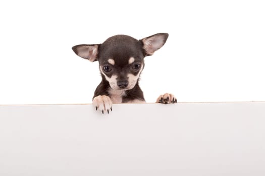 Chihuahua puppy above white banner. isolated