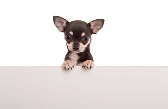 Chihuahua puppy above white banner. isolated