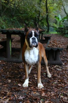 Awesome young boxer on a park in autumn