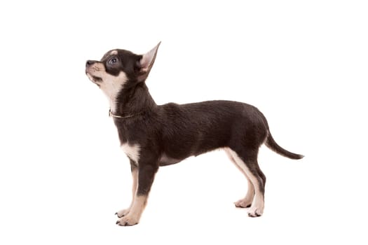 Studio shot of a Chihuahua puppy isolated over white background
