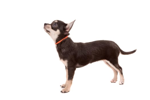 Studio shot of a Chihuahua puppy isolated over white background