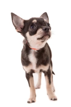 Studio shot of a Chihuahua puppy isolated over white background
