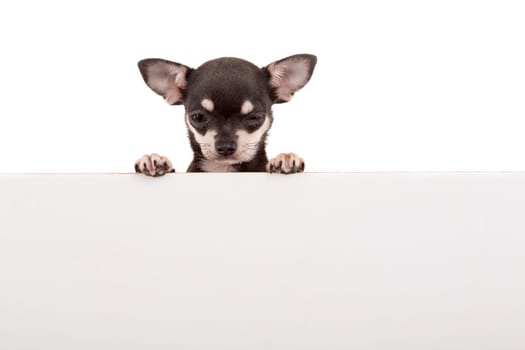 Chihuahua puppy above white banner. isolated
