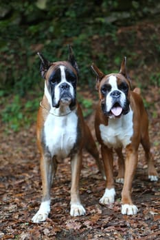 Awesome young boxers on a park in autumn