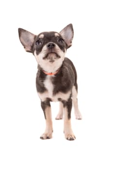Studio shot of a Chihuahua puppy isolated over white background