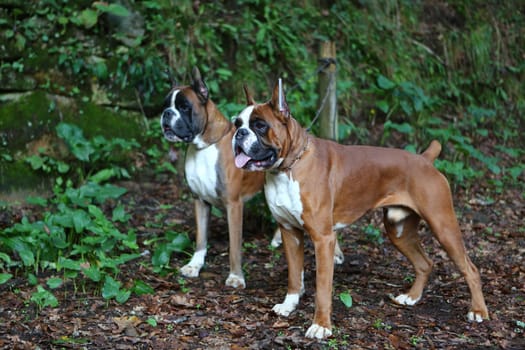 Awesome young boxers on a park in autumn