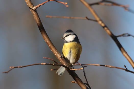 Blue tit - Parus caeruleus on a twig in the morning