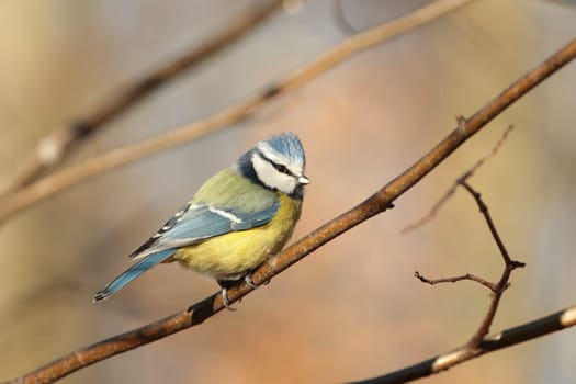 Blue tit - Parus caeruleus on a twig in the morning