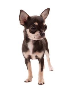 Studio shot of a Chihuahua puppy isolated over white background
