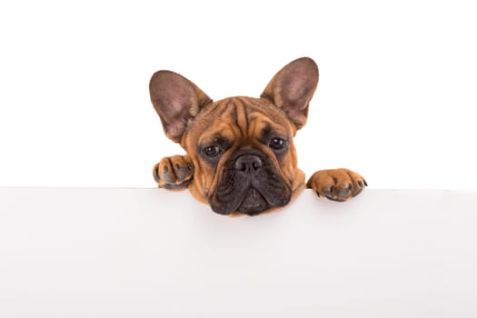 Funny French Bulldog puppy over a white banner, isolated