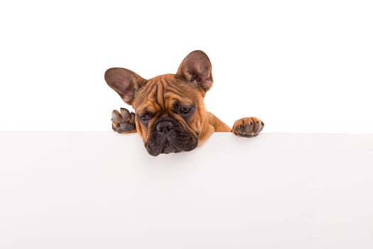 Funny French Bulldog puppy over a white banner, isolated