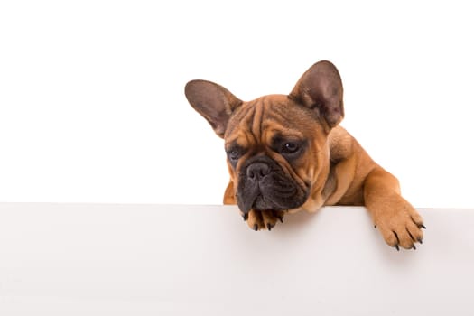 Funny French Bulldog puppy over a white banner, isolated