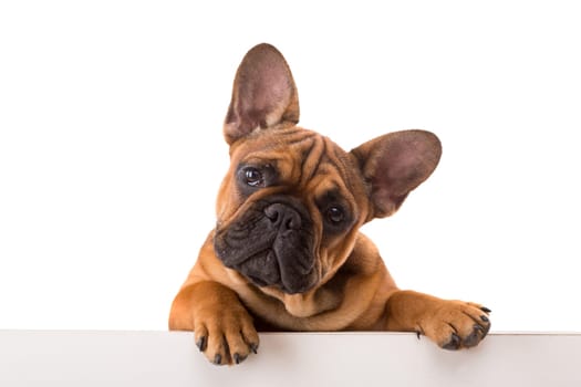 Funny French Bulldog puppy over a white banner, isolated