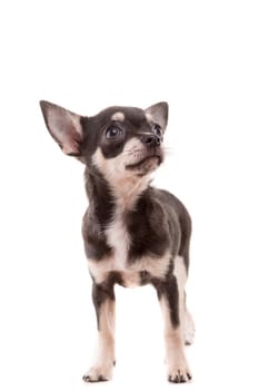 Studio shot of a Chihuahua puppy isolated over white background