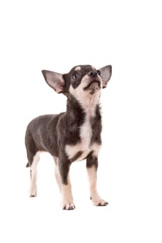 Studio shot of a Chihuahua puppy isolated over white background