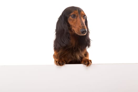 Funny Teckel Dachshund puppy over a white banner, isolated