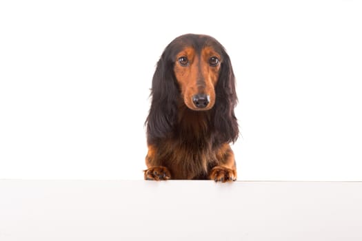 Funny Teckel Dachshund puppy over a white banner, isolated