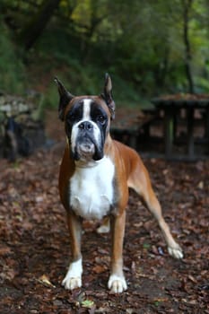 Awesome young boxer on a park in autumn
