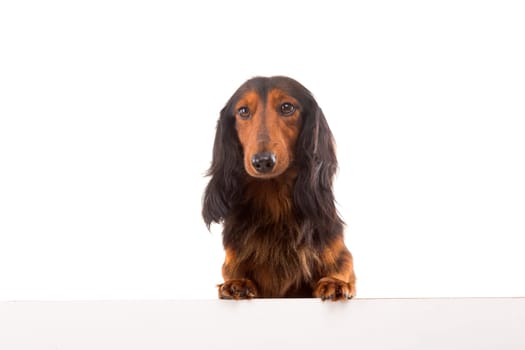 Funny Teckel Dachshund puppy over a white banner, isolated