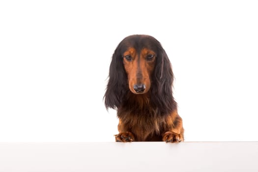 Funny Teckel Dachshund puppy over a white banner, isolated