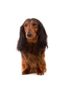 Studio shot of a beautiful long hair teckel (dachshund)