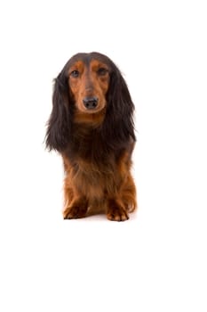 Studio shot of a beautiful long hair teckel (dachshund)