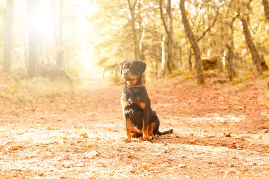 Beautiful rottweiler puppy walking at the park