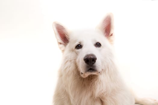 Beautiful Swiss White Shepherd dog posing in studio