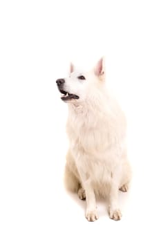 Beautiful Swiss White Shepherd dog posing in studio