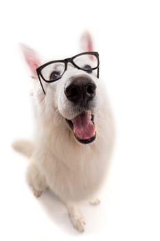 Beautiful Swiss White Shepherd dog posing in studio