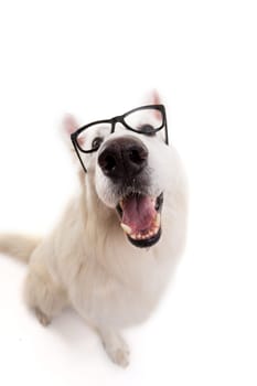 Beautiful Swiss White Shepherd dog posing in studio