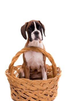A young and beautiful boxer puppy, isolated over white background