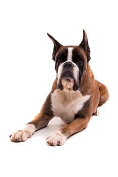 Awesome looking german boxer posing isolated in studio