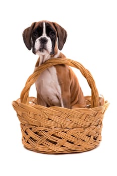 A young and beautiful boxer puppy, isolated over white background