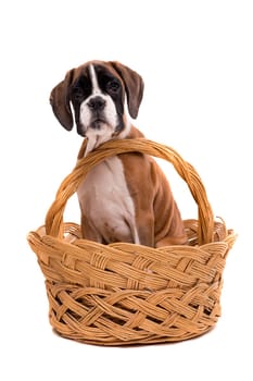 A young and beautiful boxer puppy, isolated over white background