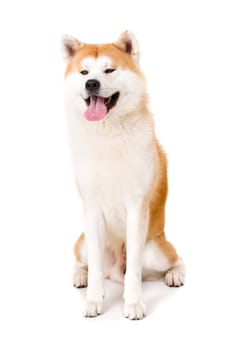 Beautiful Akita Inu dog posing in studio