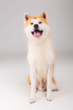 Beautiful Akita Inu dog posing in studio