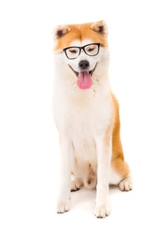 Beautiful Akita Inu dog posing in studio