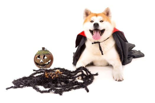 Beautiful Akita Inu dog dressed for Carnival or Halloween