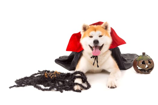 Beautiful Akita Inu dog dressed for Carnival or Halloween