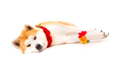 Beautiful Akita Inu dog ready for summer vacations