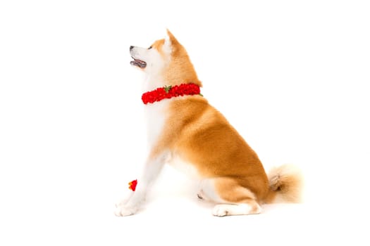 Beautiful Akita Inu dog ready for summer vacations