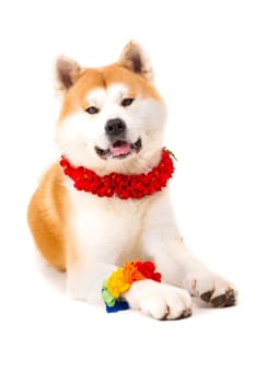 Beautiful Akita Inu dog ready for summer vacations
