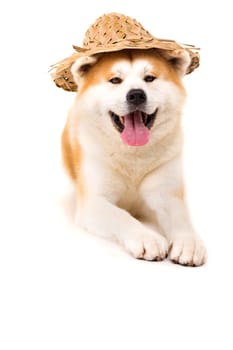 Beautiful Akita Inu dog ready for summer vacations
