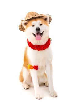 Beautiful Akita Inu dog ready for summer vacations