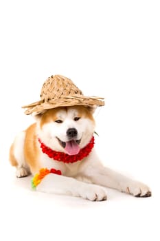 Beautiful Akita Inu dog ready for summer vacations