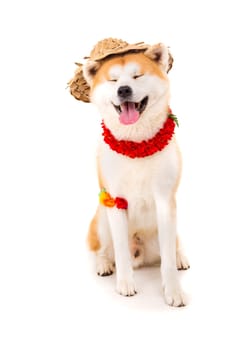Beautiful Akita Inu dog ready for summer vacations